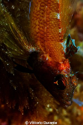 Trypterigion tripteronotus by Vittorio Durante 